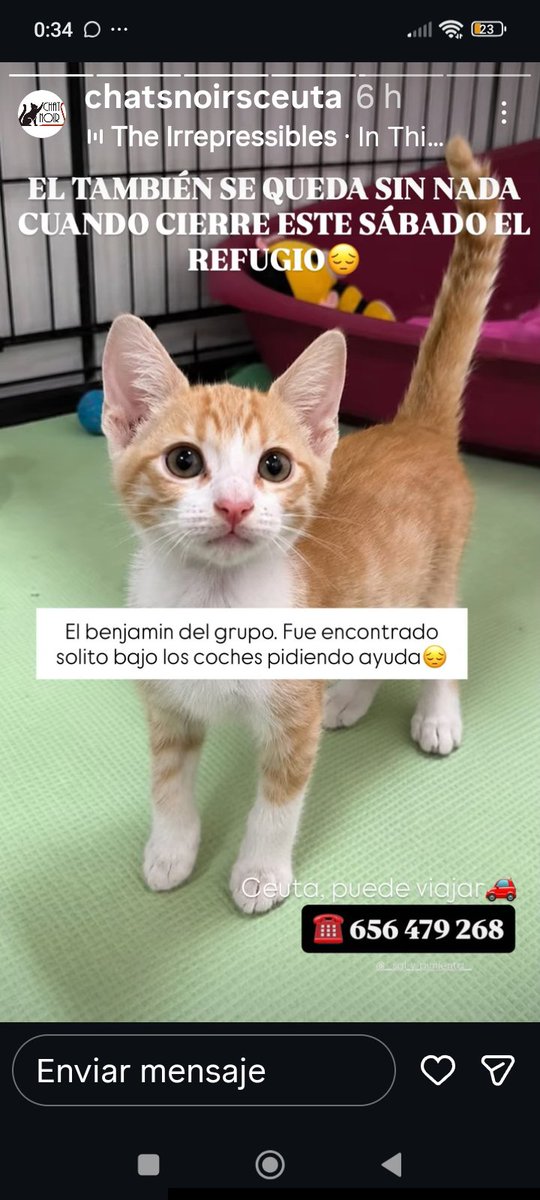 Marisa84157935's tweet photo. El refugio #chatsnoirsceuta cierra este sábado pq se vende🥺,aunque asociación seguirá ayudando sacar gatitos d #perreraCeuta Quedan en refugio 7 gatetes qué necesitan urgentemente ADOPCIÓN/ACOGIDA para no regresar a la calle😿Viajan a península
656479268
AYUDEMOS🙏con RT/ HOGAR https://t.co/cyBfbCZ0xv