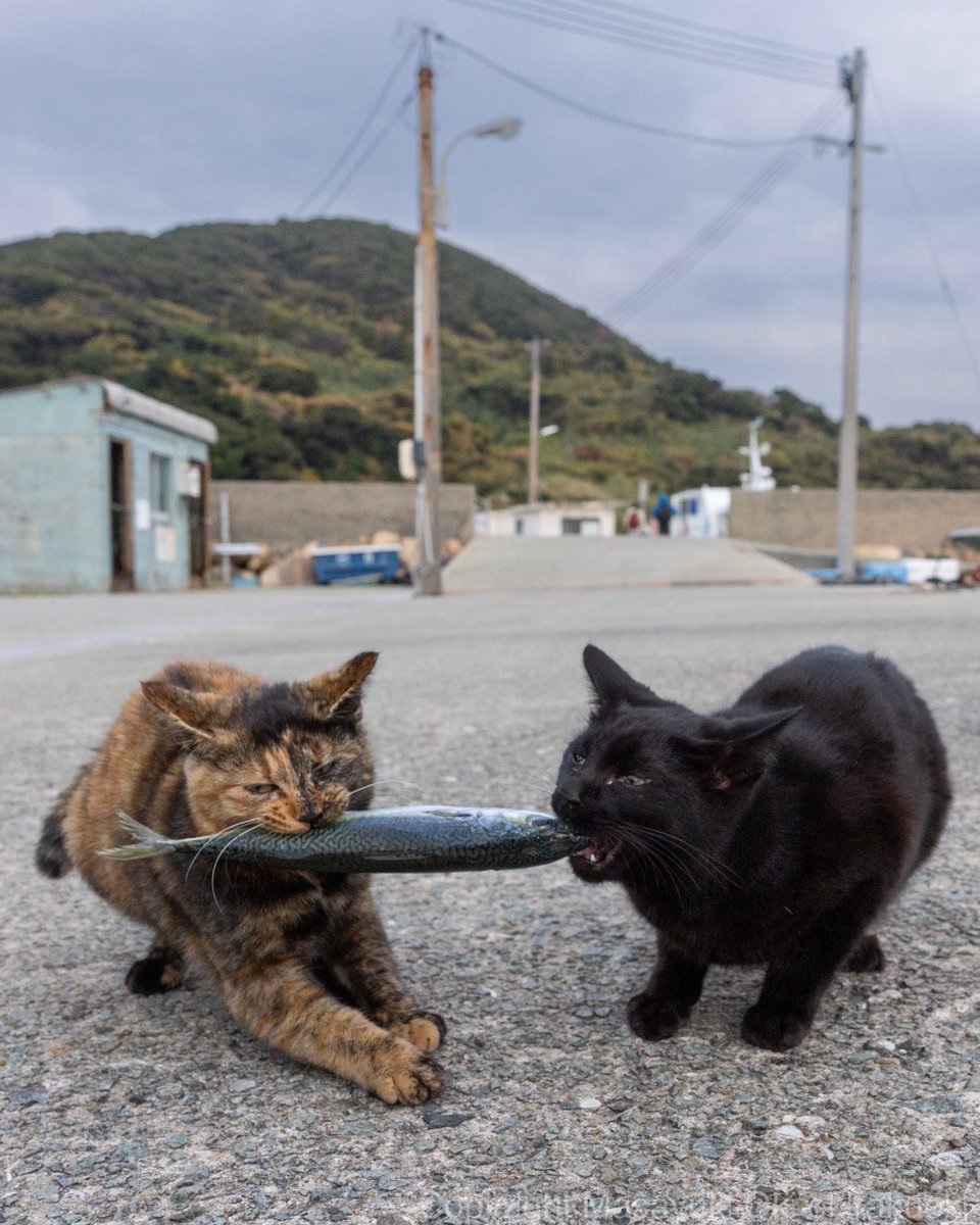 okirakuoki's tweet photo. 絶対に負けられない戦いがある。

#エステー保護ネコ応援プロジェクト https://t.co/IngEXInlfP
