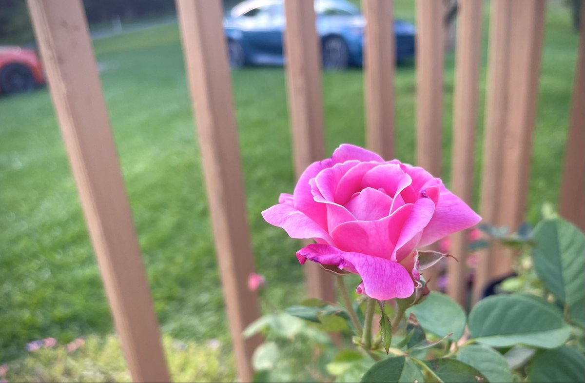CindyG1028's tweet photo. Beautiful and fragrant, pink petals gently unfurl, blooming alone before the wooden fence.
Surrounded by greenery, cars fading into the distance—only it quietly admires its own solitary beauty. https://t.co/7LmmL9WZPO