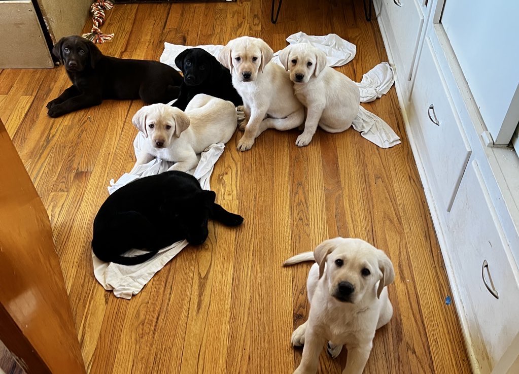 Willy_Munny's tweet photo. @CyborgPeds Can I get an “Awwwee how cute!” https://t.co/w2zi8uq08y