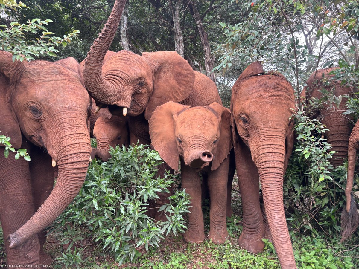 SheldrickTrust's tweet photo. Wherever Zuri turns, she finds a nanny. 

The Nursery's newest and smallest arrival is looked after in shifts by five older girls, usually with two or three at her side at any given moment – a rota of devoted big sisters who take turns escorting, comforting and keeping an eye on her. 

Rescued from a septic tank in Tsavo East in May, little Zuri now wants for nothing: milk around the clock, nannies during the day, and a Keeper by her side throughout the night. Like a wild elephant herd, this is how our human-elephant family looks after its youngest – never a moment without someone watching over them. 

Become a part of Zuri's care network by adopting her today: https://t.co/RBNyett5B7