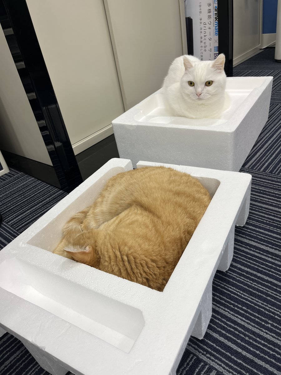 rin_odayaka's tweet photo. おはようございます。

今日は���島平和記念日。
猫も人も、安心して過ごせる世界へ。
この穏やかさが、誰にとっても当たり前の世界になるように祈っています。

#広島平和記念日 #平和への祈り
#猫好きさんと繋がりたい #猫のいる会社 https://t.co/JvhtuwoFaX