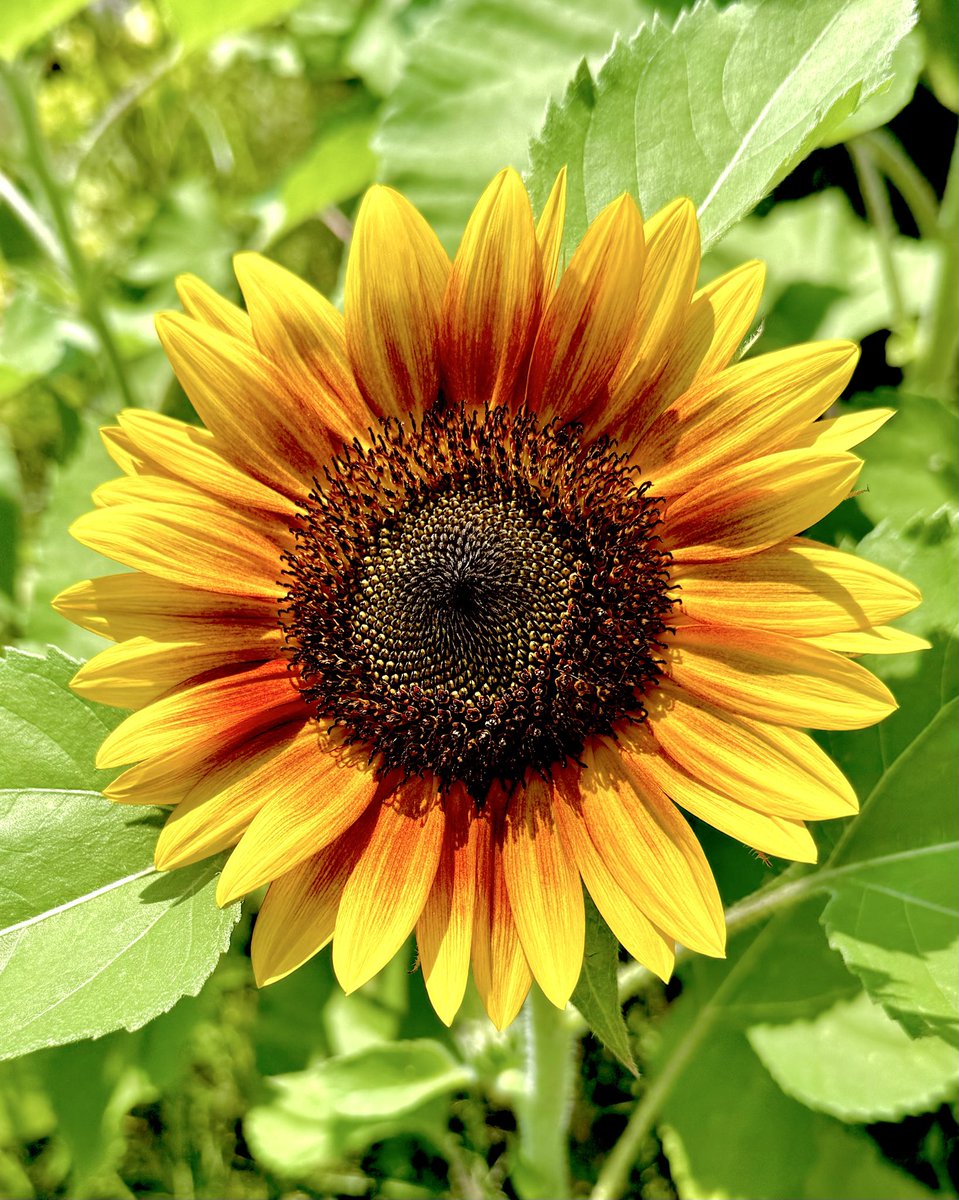 VS7msFbctBNdksq's tweet photo. #TLを花でいっぱいにしよう
ひまわり🌻 https://t.co/gLPT5clcx2