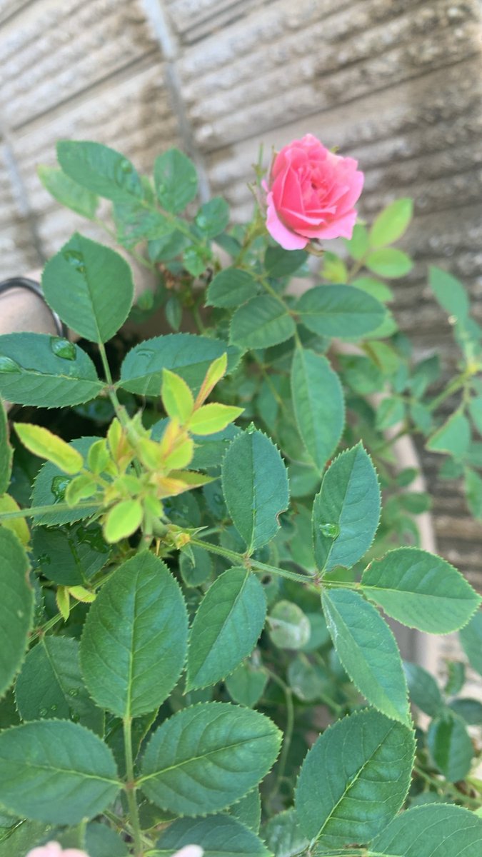 taigashinga's tweet photo. 正直言って
この真夏に朝から

毎日毎日水遣りって
嫌になる！

結果、庭が荒れることに😂

今年はまだやれてる方ですが

すでに
何度も瀕死に晒されてる私の草花たち

サバイバルに生き残って
年々強く咲き誇るミニバラちゃん
存命してるこ二人だけ https://t.co/y9ljogYVj4