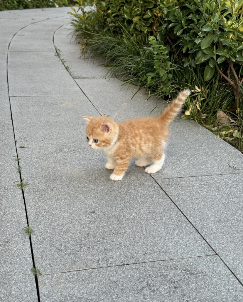 hochulwhj0's tweet photo. [加班晚归的楼道灯没开，转头撞见橘猫蹲在单元门台阶上晃尾巴，它蹭我裤腿的温度，比热奶茶还暖。]， https://t.co/qN9ShrGFPD
