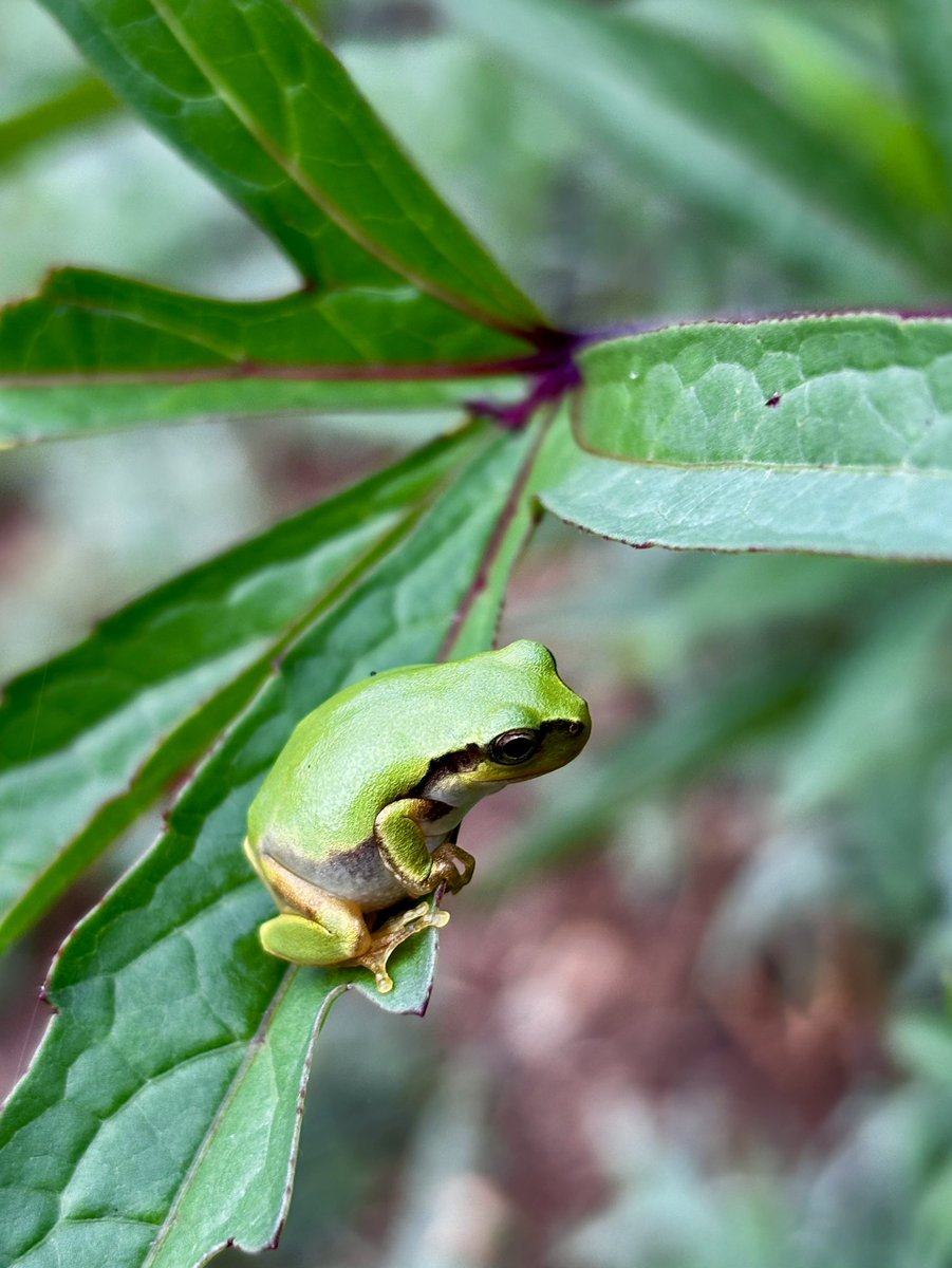 koboyukari's tweet photo. ケロさん🐸

今朝は、ローゼルとリュウキュウの葉の上にいらっしゃいました🌱

こちらのケロさんたちは、うちのお風呂場にいるケロちゃんとは違います🌿

#アマガエル
#ローゼル
#リュウキュウ https://t.co/H5OcUaxfnk