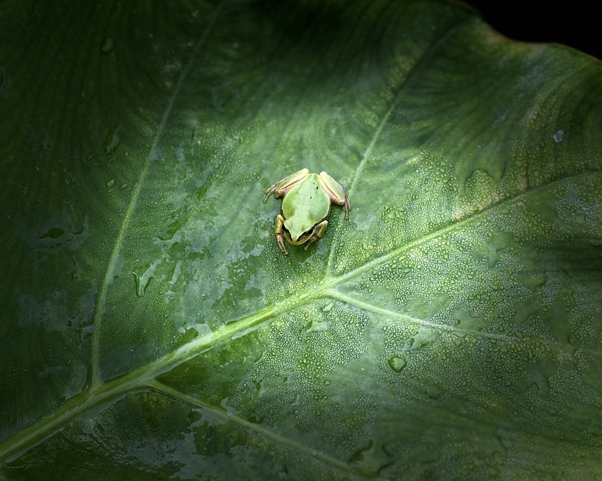 koboyukari's tweet photo. ケロさん🐸

今朝は、ローゼルとリュウキュウの葉の上にいらっしゃいました🌱

こちらのケロさんたちは、うちのお風呂場にいるケロちゃんとは違います🌿

#アマガエル
#ローゼル
#リュウキュウ https://t.co/H5OcUaxfnk