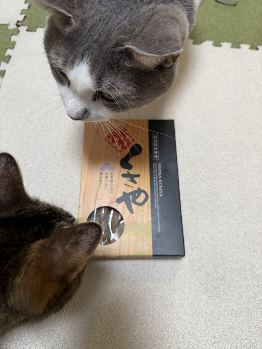 miho_popoco's tweet photo. 式根島土産のくさやを持ち帰ったら猫が集まってきました。匂いする？
また青い海と温泉の島旅したいな。水着着たいから腹筋仕上げとこ。
水曜は300*12 +1000でした。 https://t.co/YdqzO9NpjX