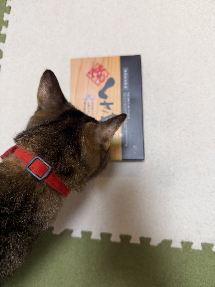 miho_popoco's tweet photo. 式根島土産のくさやを持ち帰ったら猫が集まってきました。匂いする？
また青い海と温泉の島旅したいな。水着着たいから腹筋仕上げとこ。
水曜は300*12 +1000でした。 https://t.co/YdqzO9NpjX