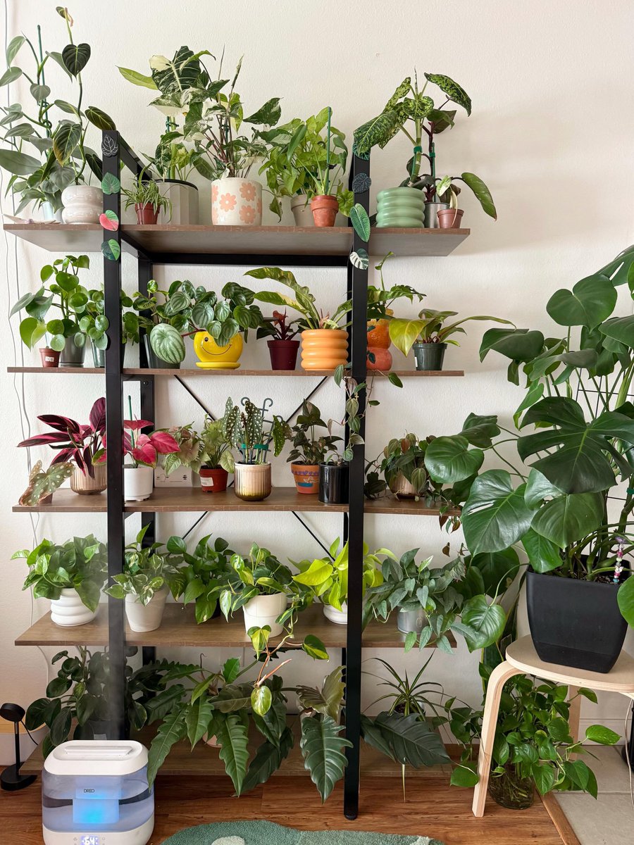 Arthetec's tweet photo. If you love indoor plants this room design and setup is for you 🌱🪴 https://t.co/pXaiPgQB1n