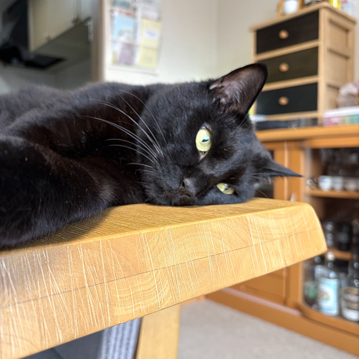 eye_moco's tweet photo. noco20260806

#ノコフォト #黒猫 #blackcat https://t.co/WULTtWEMQh
