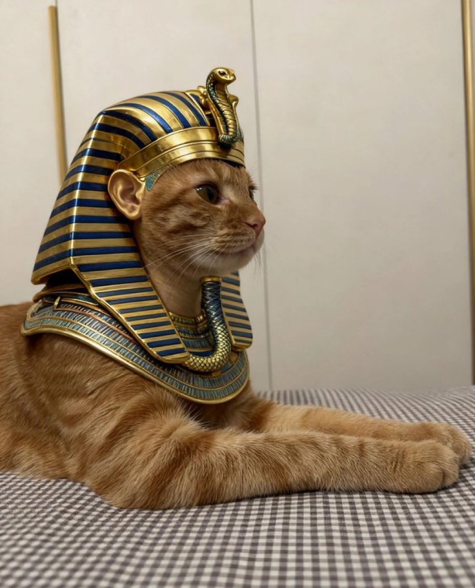 nekokolife's tweet photo. 「実家の猫元気？」と母にラインしたら送られてきた写真 https://t.co/ZWJ6OkvpF9