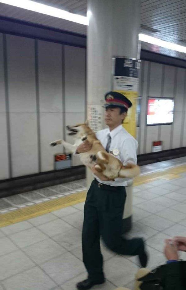 wanparadawan's tweet photo. 無賃乗車で捕まってた柴犬見て https://t.co/6MRjEDEdq7