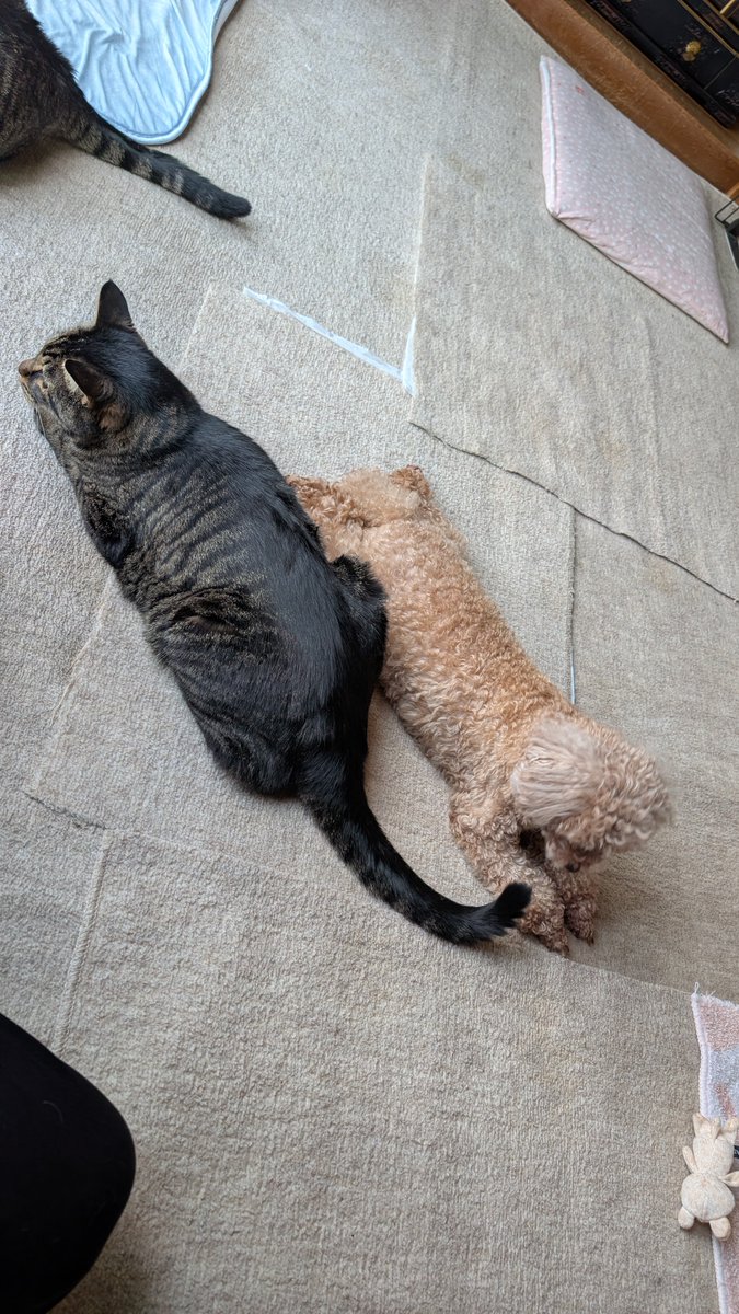 Junya_Barber's tweet photo. おはようございます
8月6日 木曜日 
今日のワンニャンコ🐩🐈️

#トイプードル 
#トイプードル女の子 
#キジトラ 
#キジトラ男の子 
#犬猫多頭飼い https://t.co/SE9DhQ4vQj