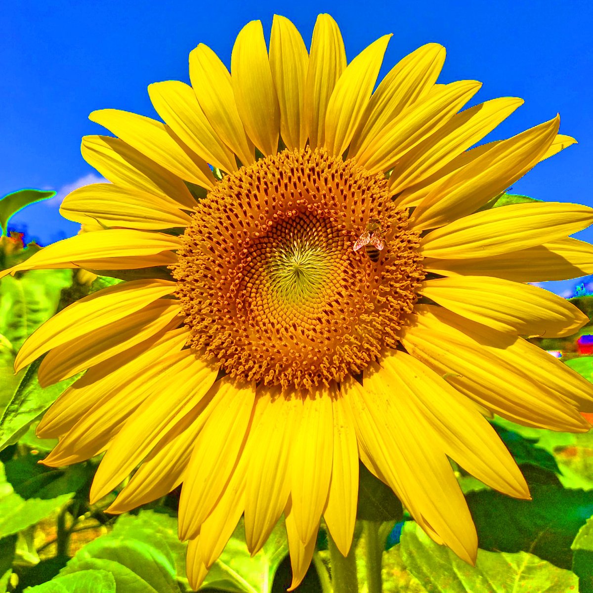 BCOP_Lab tweet picture