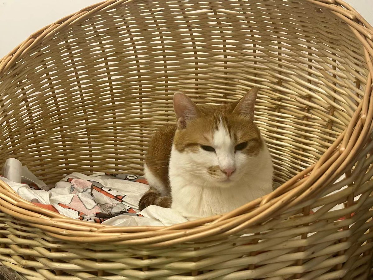 YejinGwag's tweet photo. 刚擦完的地板亮得能照见我家猫的小脑瓜，它正趴在上面打盹儿，这就是家务治愈时刻！ https://t.co/3dlDJlgz4m