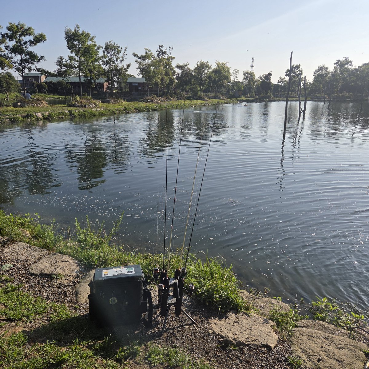 Nong10201's tweet photo. 昨日の高島れびゅー( 'ω')

総じて手前の魚も寄り添えば食わなくはないけど、沖の魚を引っ張ったほうがはるかにいい感じでした。
特によかったのがドリスピ、グラビで、立木まわりの活性高い個体にアプローチ。
手前のエアレーション付近はKIDとクリアアルフで。
真夏にこれだけ釣れたら大満足ですね✨ https://t.co/Mum3jQPLDU