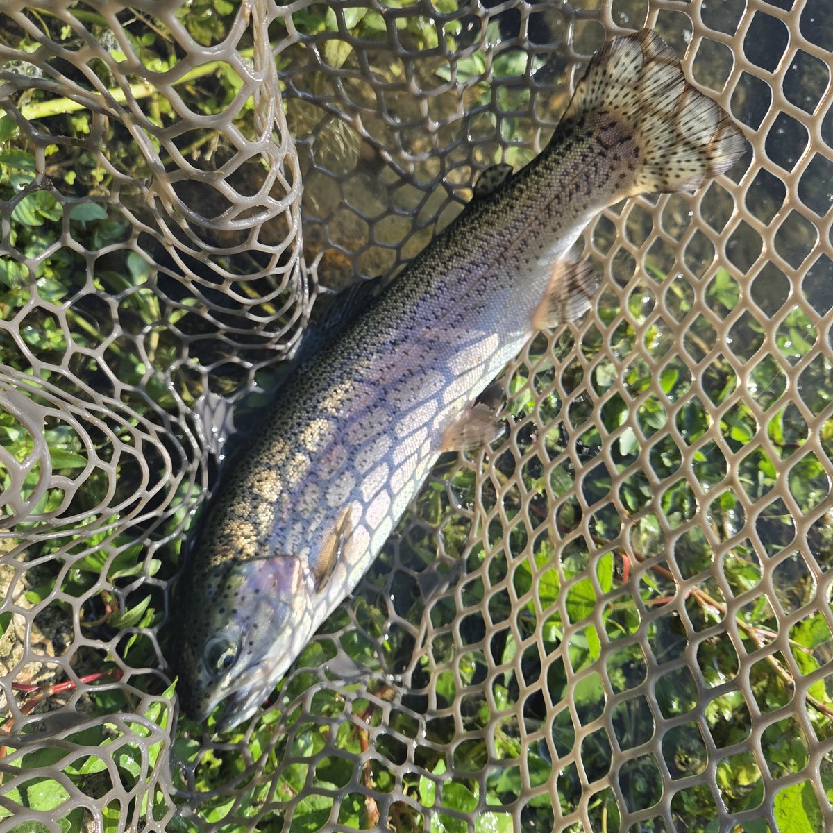 Nong10201's tweet photo. 昨日の高島れびゅー( 'ω')

総じて手前の魚も寄り添えば食わなくはないけど、沖の魚を引っ張ったほうがはるかにいい感じでした。
特によかったのがドリスピ、グラビで、立木まわりの活性高い個体にアプローチ。
手前のエアレーション付近はKIDとクリアアルフで。
真夏にこれだけ釣れたら大満足ですね✨ https://t.co/Mum3jQPLDU