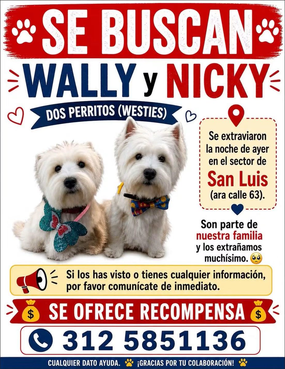 CooleraConnor's tweet photo. 🚨COMPARTO 🚨

Se robarona Wally y a Nicky del Ara de la Cale 63 con 24 🥺 🐕🐕

Al parecer, una persona que vendía bolsas afuera del supermercado se los llevó.

Ofrecen recompensa 
Info: 312 585 1136

Por favor, no dejen a sus perritos afuera de establecimientos. No es seguro! https://t.co/C7lYXIvPf5