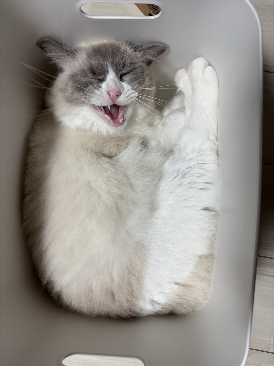 ragdoll_Sora_'s tweet photo. みなさん
おはようございますにゃ (ˆ⩌⩊⩌ˆ)੭

#猫 #ラグドール
#猫のいる暮らし
#猫好きさんと繋がりたい https://t.co/1a14aRCxXa