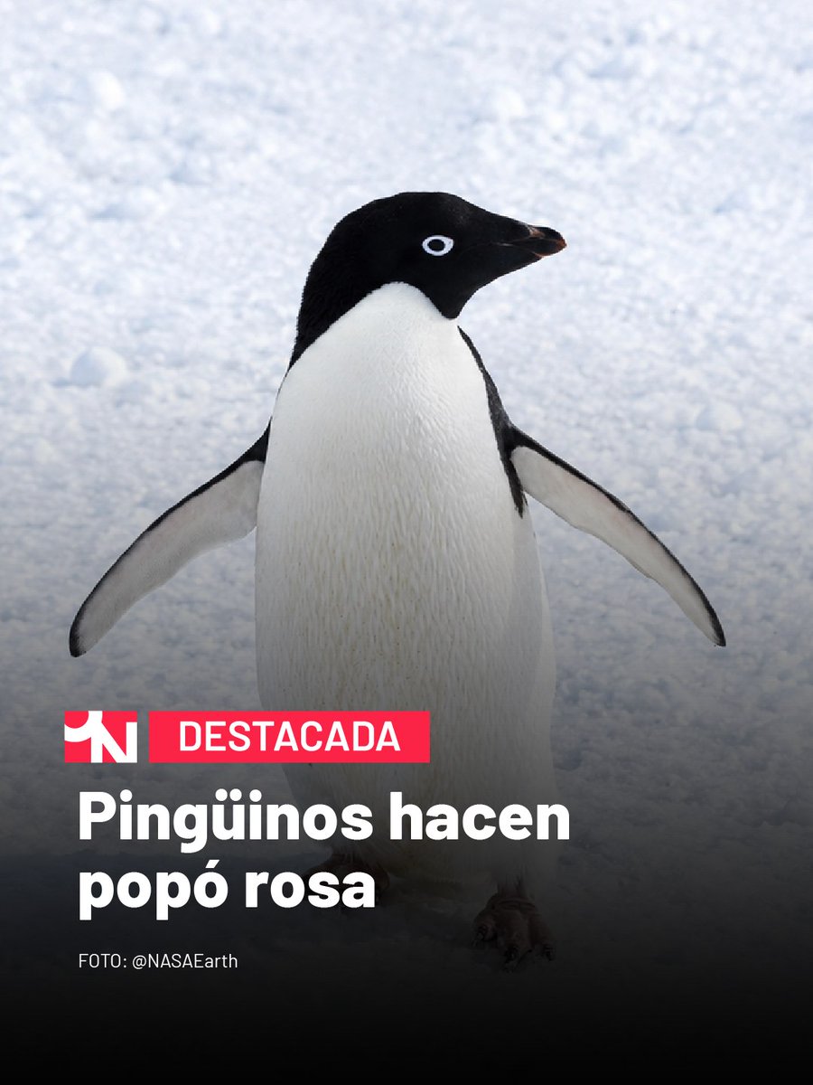 OnceNoticiasTV's tweet photo. 🐧 #PlanetaOnce | ¿Pingüinos que hacen popó… rosa? Aunque no lo creas, ¡sí! 💩

La @NASA puede verla desde el espacio y su tono revela mucho: cuanto menos hielo marino hay en la #Antártida, los pingüinos Adelia modifican su dieta… y su popó es más rosa.

#OnceNoticias🔻 https://t.co/whgzSz66T8