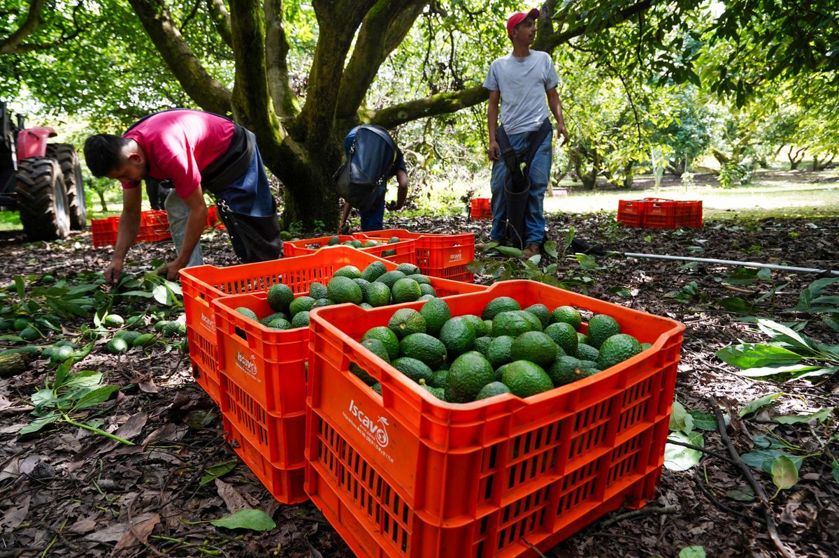 MVSNoticias's tweet photo. 🥑APEM exige pronta solución tras suspensión temporal de certificaciones de aguacate en Michoacán.👇

https://t.co/Y1dC6LPRch https://t.co/Fxwocifytk