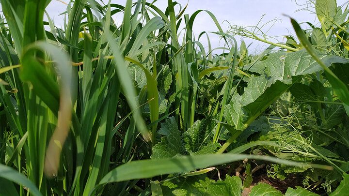 UNL_CropWatch's tweet photo. Looking to get more from your #covercrops? Explore species selection, #soilhealth & management strategies during Nebraska Extension's hands-on field day Aug. 13: https://t.co/0DmtHzchsZ
#NebExt #NebraskaAg #CropProduction #Farming #Ag #RegenerativeAg https://t.co/HDtv9YSl2x