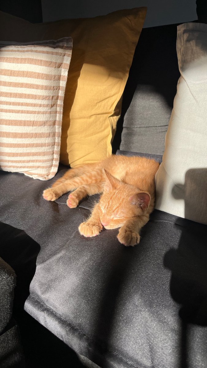 ammbarp's tweet photo. Tengo que presumir a mi hijo por aca también.
Klaus🧡 https://t.co/QZe3Uqm0ST