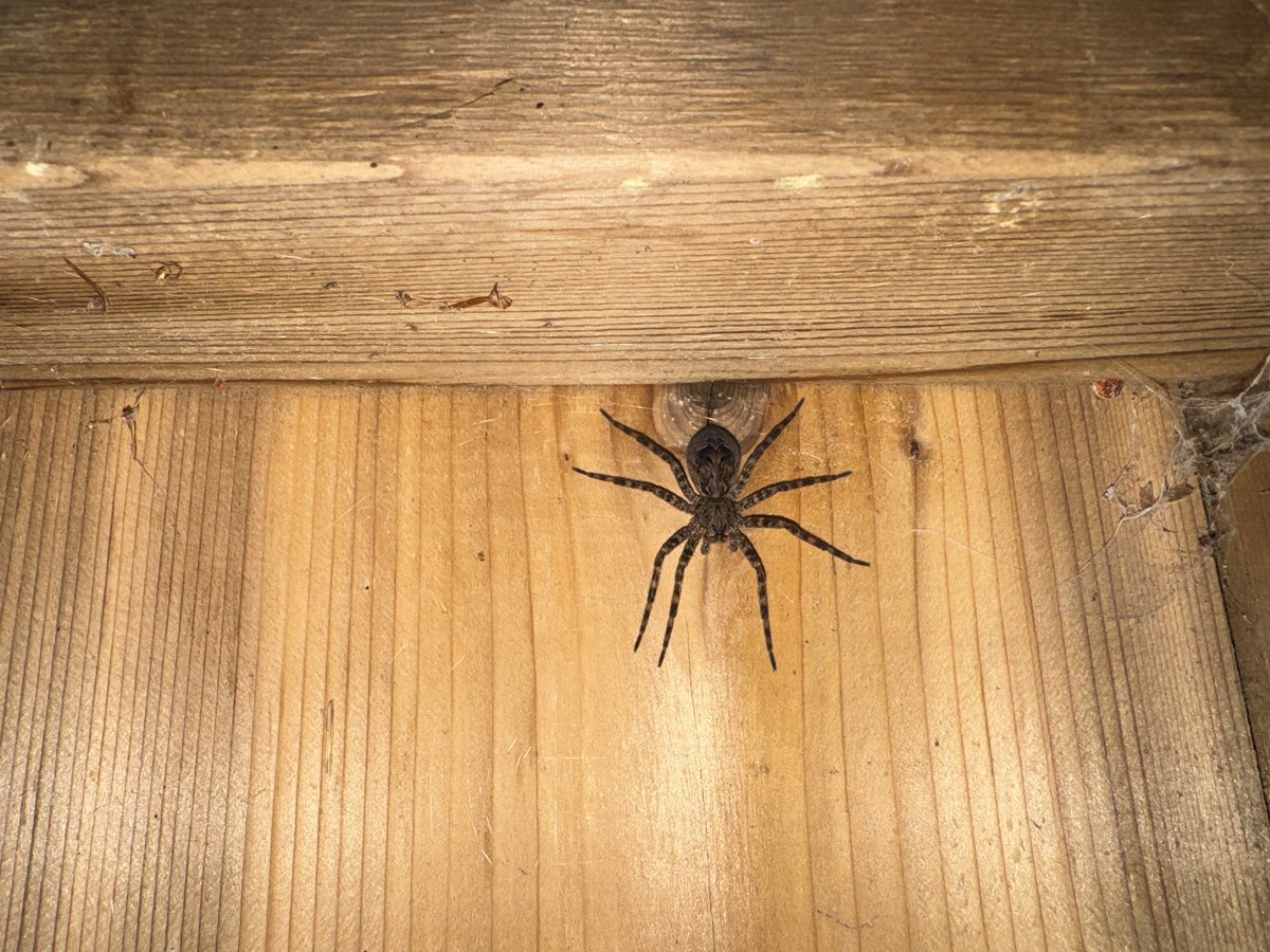 kingthorin_rm's tweet photo. Crazy Wolf Spider π·οΈ Glad my daughter saw it as she was exiting the park outhouse π
#spider #NatureIsCool https://t.co/X559GLkivL