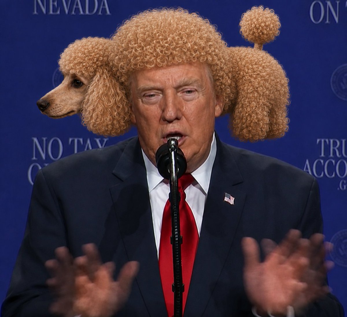 BryanCorridino's tweet photo. Trump's new poodledo. https://t.co/kkAceI180J