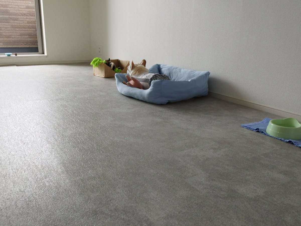 zarumina's tweet photo. ねぇねの仕事が再開し、お留守番を覚悟し黄昏るふう 背中がちとさみしいのよ😅 https://t.co/tiSOcKtdX9