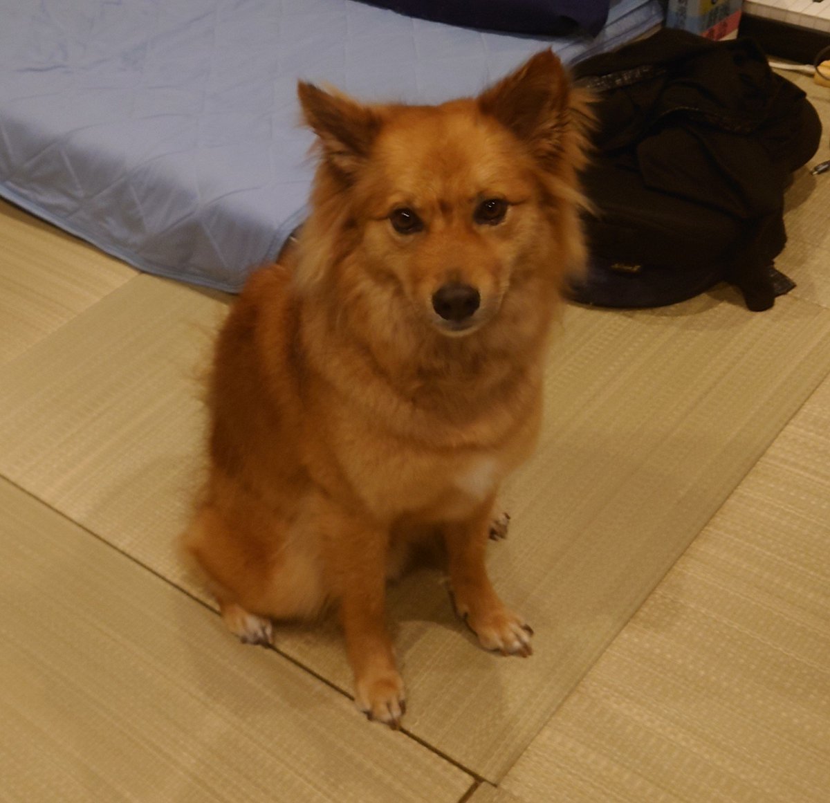 iwa_curl's tweet photo. 座るとコンパクト https://t.co/CRNH7QNmQz