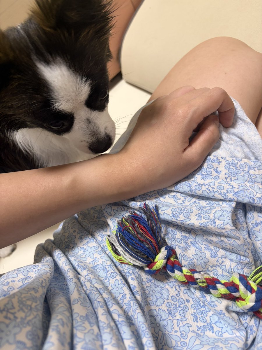 serothedog's tweet photo. 어제 밤에 산책하다가 개같이 자빠져서 무릎 다 깨졌어요 ㅠㅠ 드레싱 하는데 새로가 장난감 가져와서 위로해줬어요 ㅠㅠ https://t.co/yoHl8Jsv3J
