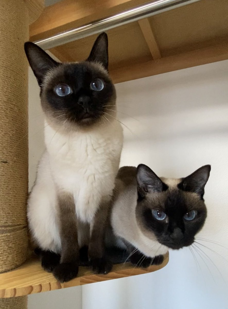 suzukipan26's tweet photo. おはようルフナ&amp;リーフ😸 https://t.co/s9xxfyXkHp