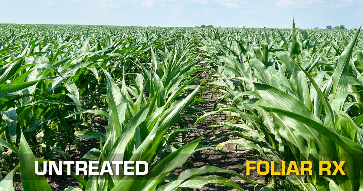ConceptAgriTek's tweet photo. Manteno, Illinois. Foliar RX at 24 oz + Sweet Fulvic at 16 oz applied with herbicide.
Left: Untreated
Right: Treated
Foliar RX is showing strong ROI potential. Feed the Plant. Fuel the Finish.
Learn more: https://t.co/anoa1lT4v1
#Corn #FoliarRX #Agronomy #SeetheCADifference https://t.co/KwC4iAzxTl