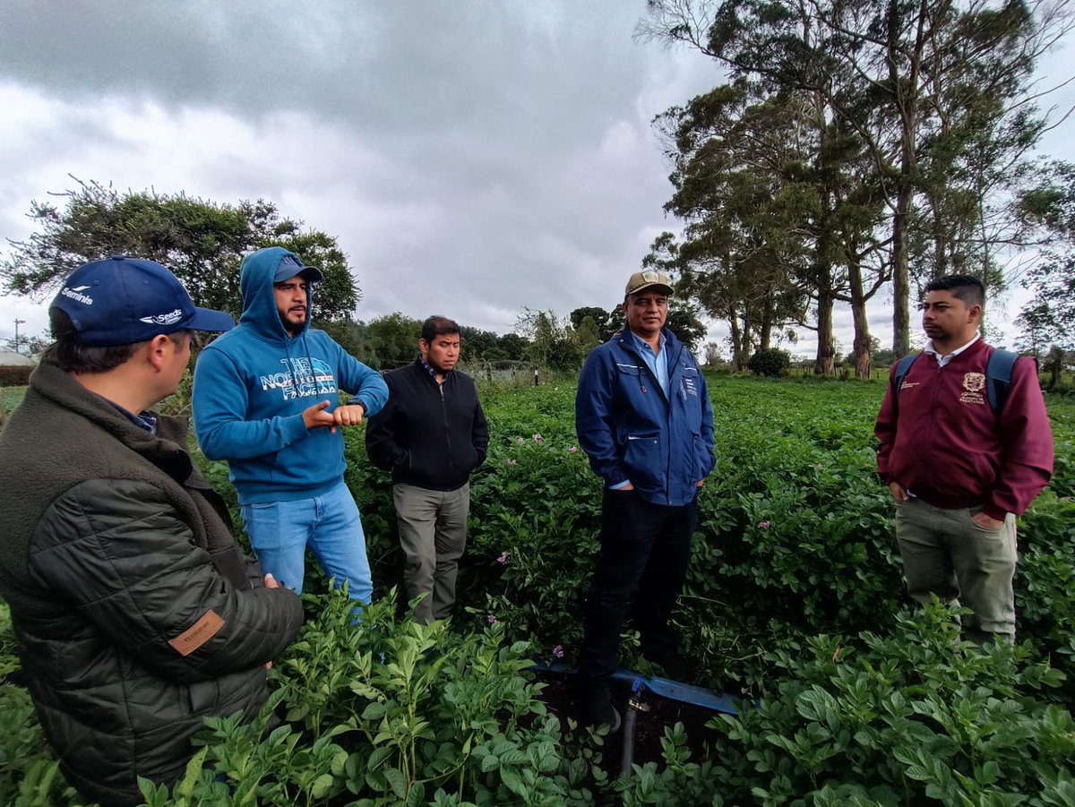 APCColombia's tweet photo. #LoClave💡| En el marco de esta Comixta Guatemala-Colombia, investigadores y productores visitaron laboratorios y fincas de @SomosAGROSAVIA, @UniversidadUNAD, @UCundinamarca y las instituciones educativas municipales Juan XXIII y Policarpa Salavarrieta para el fortalecimiento de la cadena productiva de la papa.

@COPADEHGuate @Segeplan