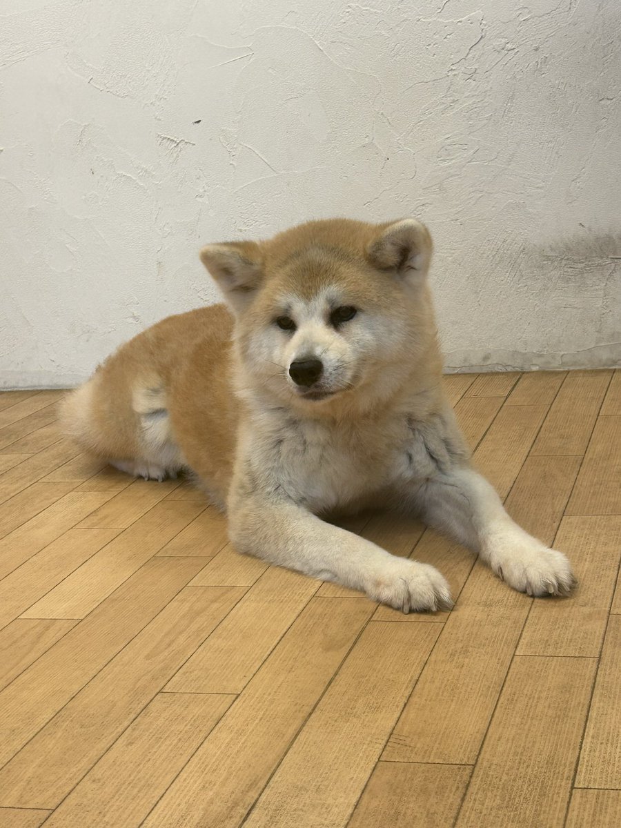 GldTae's tweet photo. 秋田犬りんごﾁｬﾝにも会えた🐕🥰 https://t.co/NqfxgAZiWH