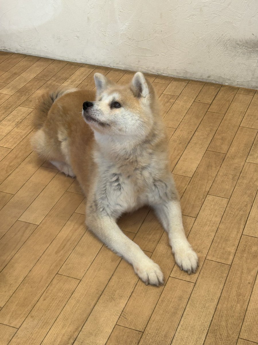 GldTae's tweet photo. 秋田犬りんごﾁｬﾝにも会えた🐕🥰 https://t.co/NqfxgAZiWH