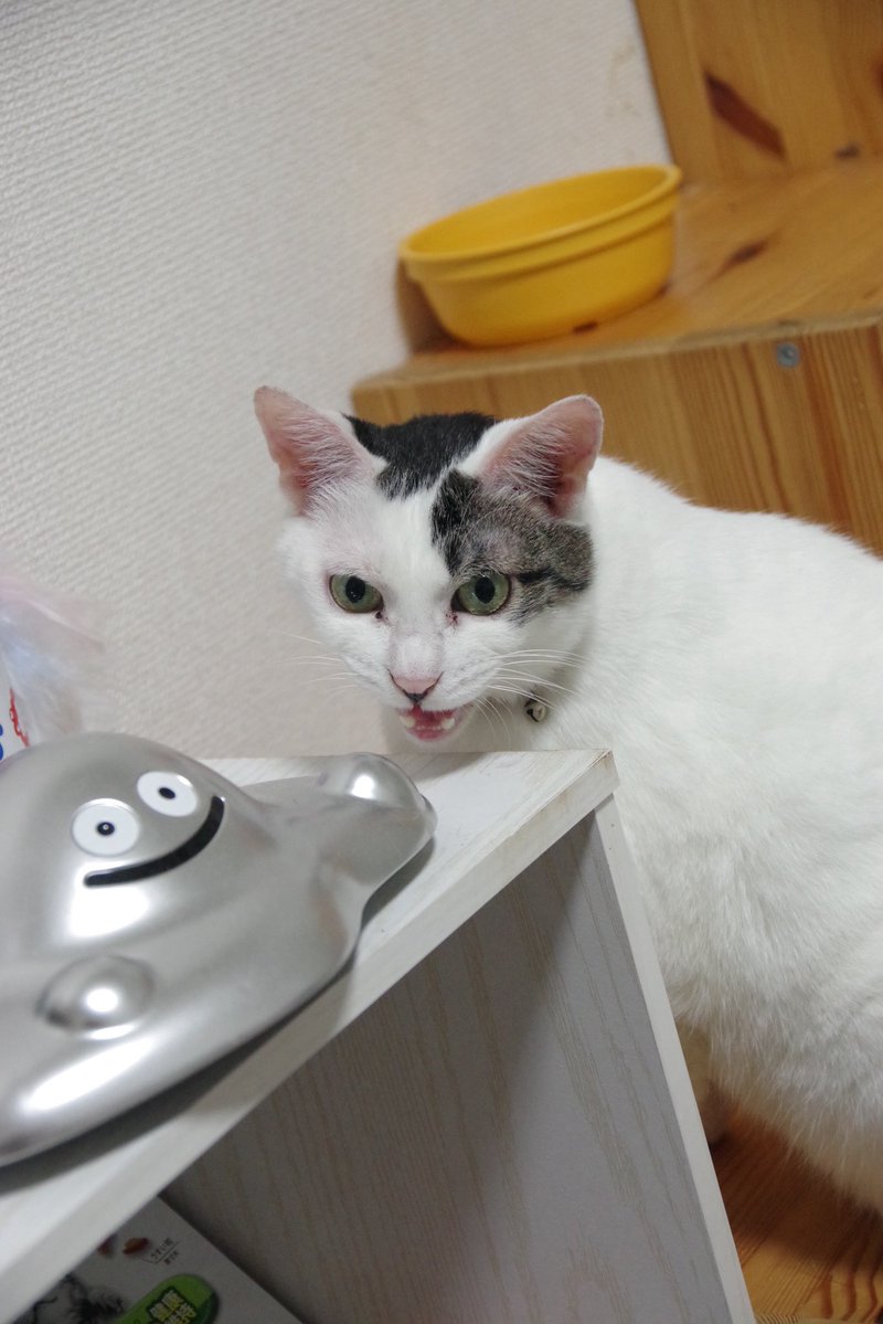 motoichi561's tweet photo. 猫アカウントにもあげた今朝のお餅の写真。連写ではなく、ちょっと時間を置いて撮影してる写真。朝ごはんが出てこないことをメタルスライムにずーっとぴえぴえ愚痴ってた。 https://t.co/nt85ZQ89X7