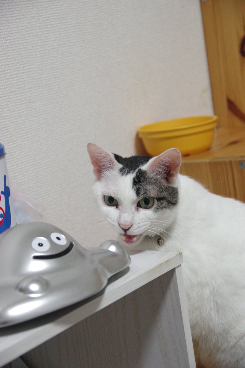 motoichi561's tweet photo. 猫アカウントにもあげた今朝のお餅の写真。連写ではなく、ちょっと時間を置いて撮影してる写真。朝ごはんが出てこないことをメタルスライムにずーっとぴえぴえ愚痴ってた。 https://t.co/nt85ZQ89X7