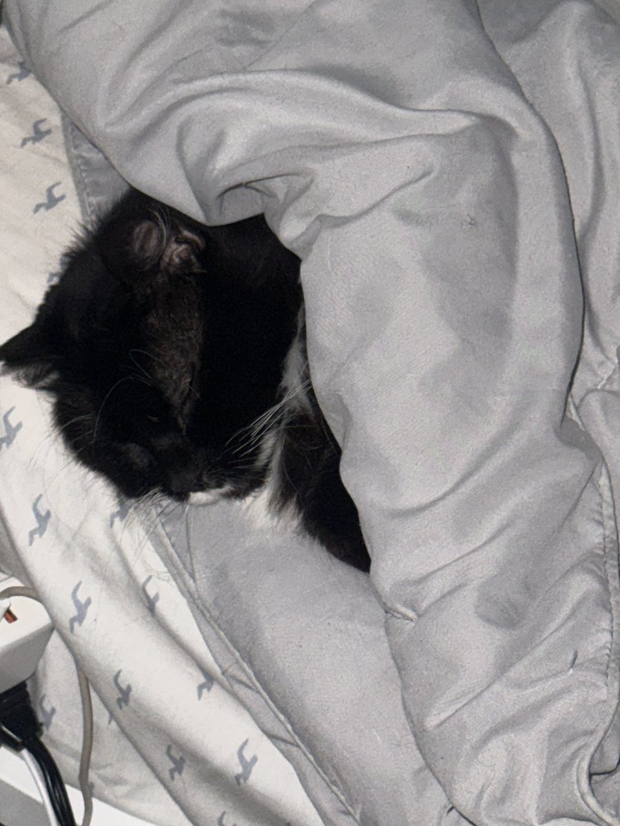 bleedinlean's tweet photo. my sleepy girl https://t.co/EnnhnxRXOd