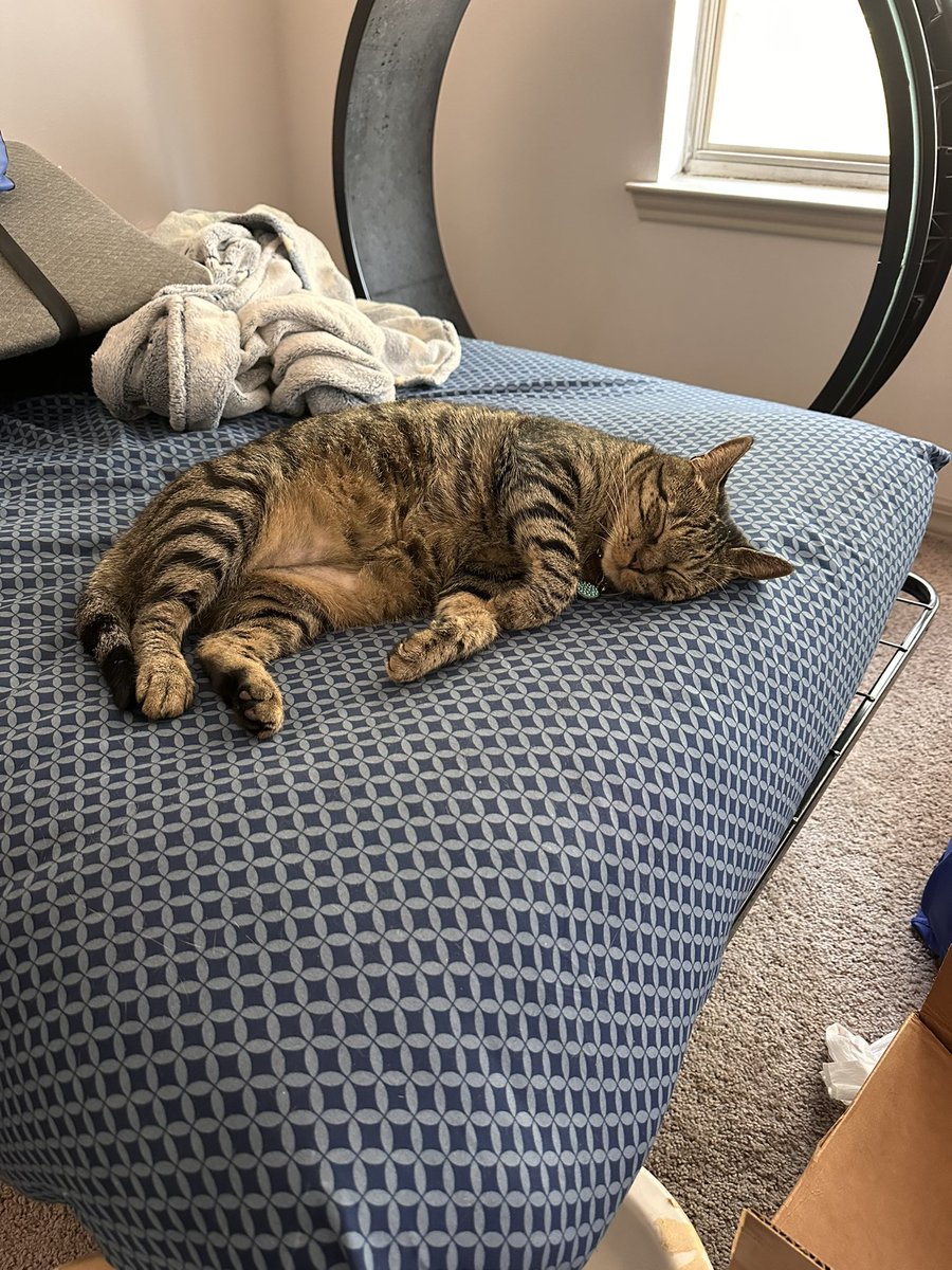 AdoptedCats's tweet photo. https://t.co/vxY9biZHxR