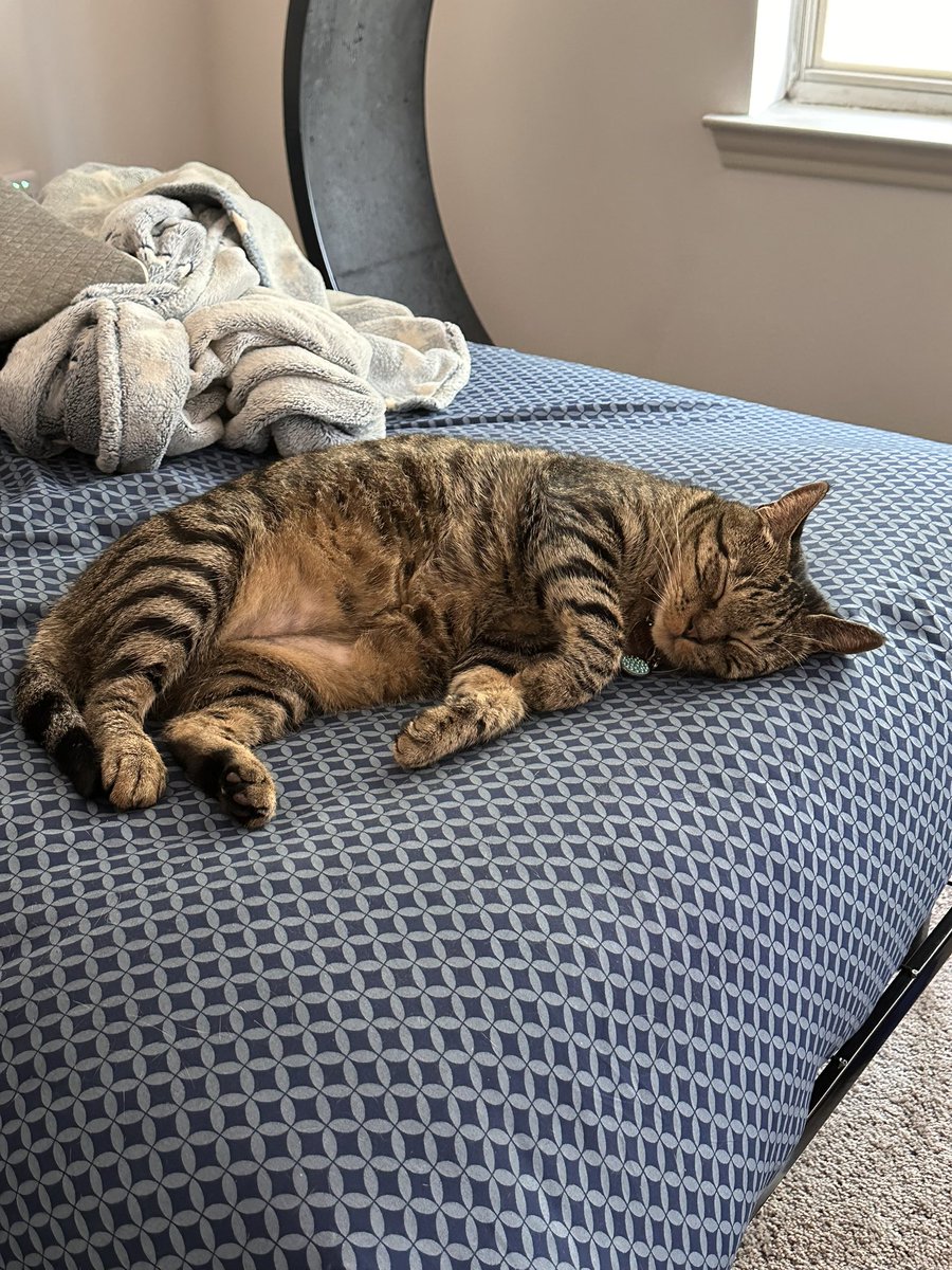 AdoptedCats's tweet photo. https://t.co/vxY9biZHxR