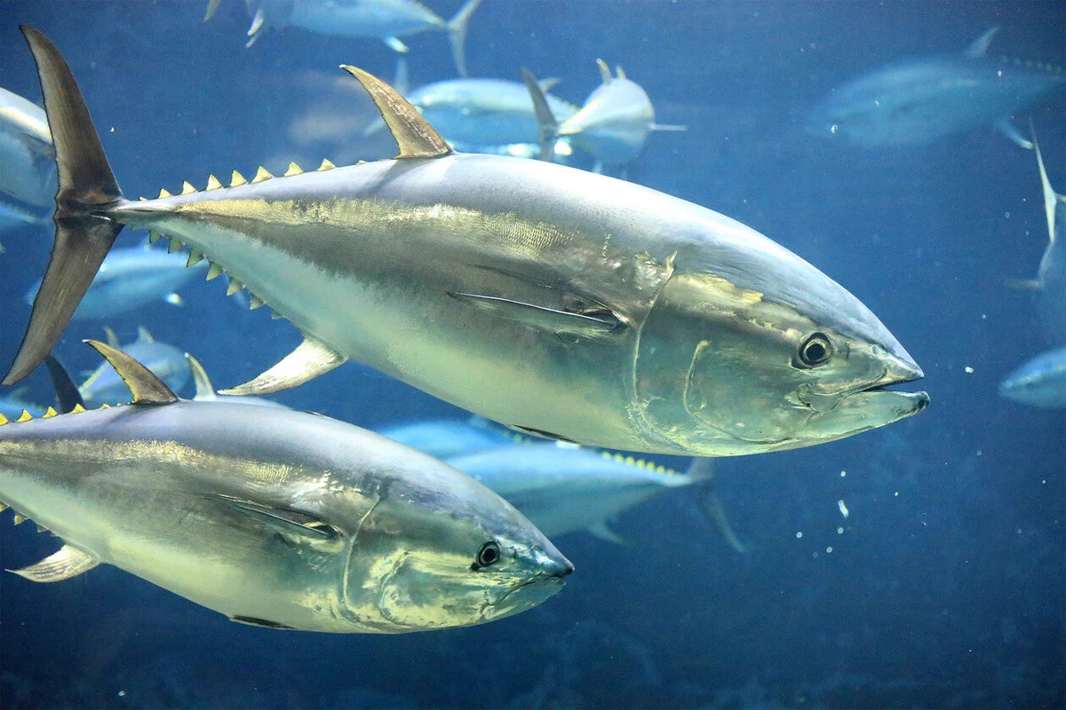 A group of tuna swims gracefully in a clear blue underwater environment. The fish are sleek and streamlined, with shimmering scales catching the light. Smaller fish can be seen in the background.
