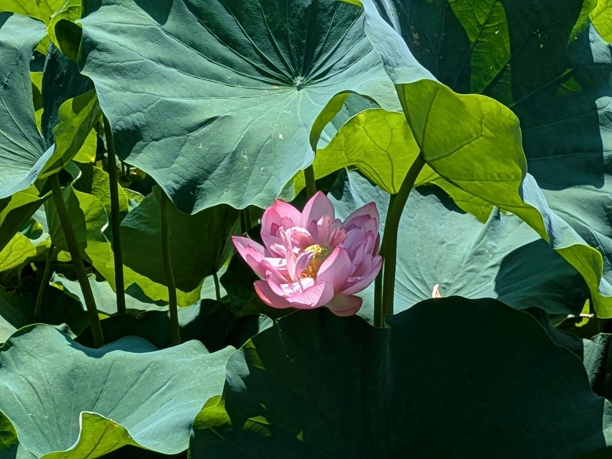 85wszy's tweet photo. 蓮　百日紅　凌霄花　晴空 https://t.co/MrZwyPVb45