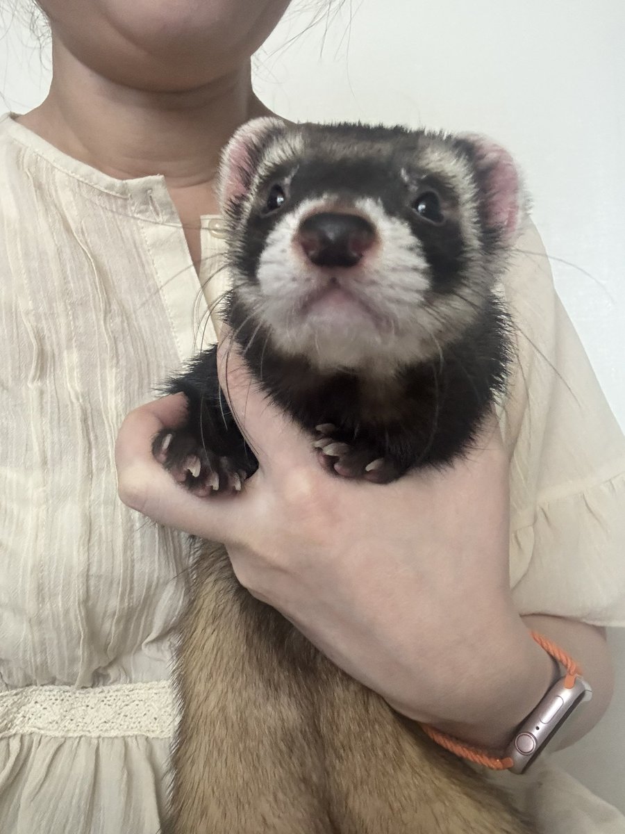 Chibi_Ruru's tweet photo. トリと朝の挨拶。
お目目キラキラ🤩 #フェレット https://t.co/JyqqTeabZz