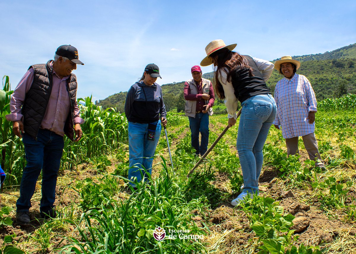 escuelasdecampo's tweet photo. Conoció de primera mano el trabajo de las y los productores que impulsan la producción agroecológica y la conservación de semillas nativas.  Porque en el territorio es donde se conoce el #MéxicoProfundo.🤝🚜🌽 https://t.co/HX8GWE7C0M
