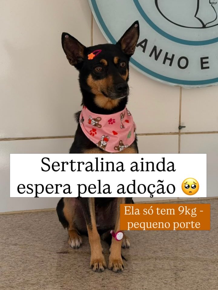 Viviifernande's tweet photo. Que tal ajudarmos a cadelinha Sertralina a encontrar um lar?

Ela é da região de Juiz de Fora, MG.

Pretinha, dócil e de pequeno porte aguarda uma família amorosa. Ela está na ONG "Ajude JF", nessa cidade. https://t.co/TWqq9SITSd