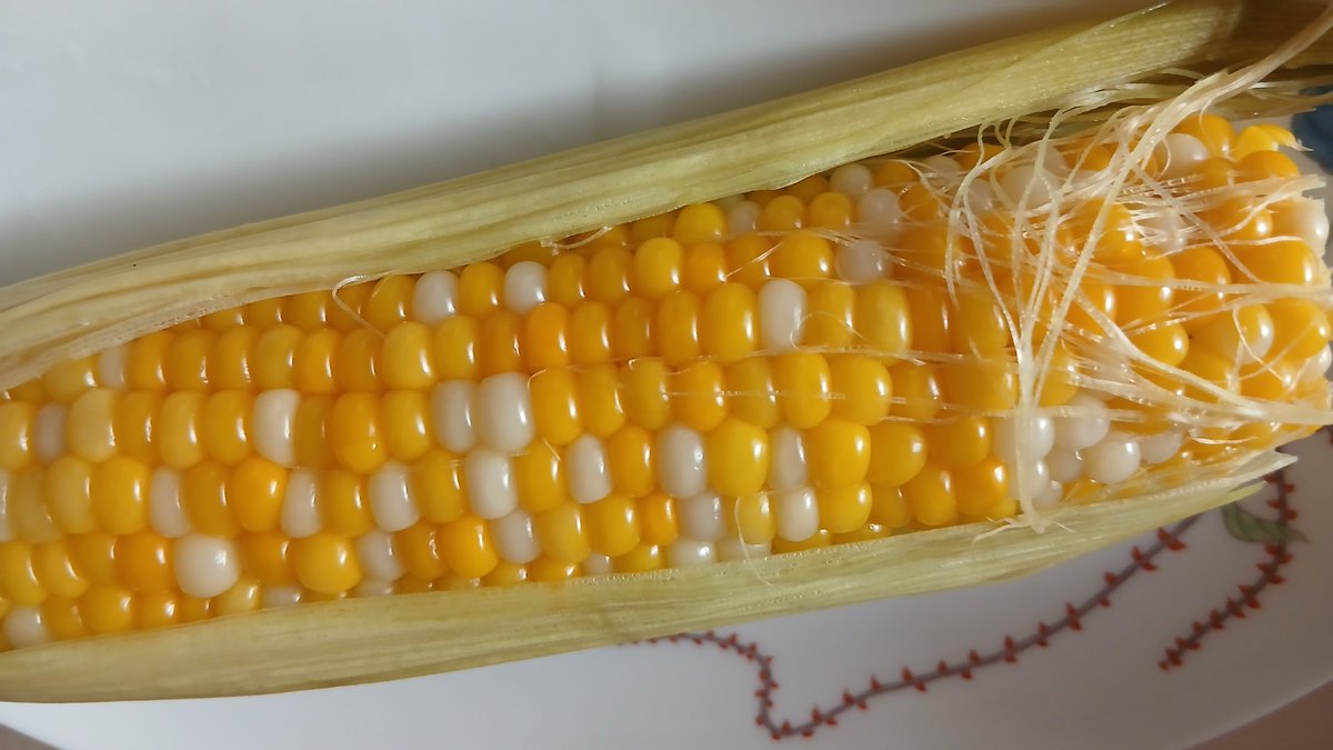 kinarin788's tweet photo. 朝採れ とうもろこし 蒸かしました
きれい🌽 https://t.co/D4qNQJ5tpa
