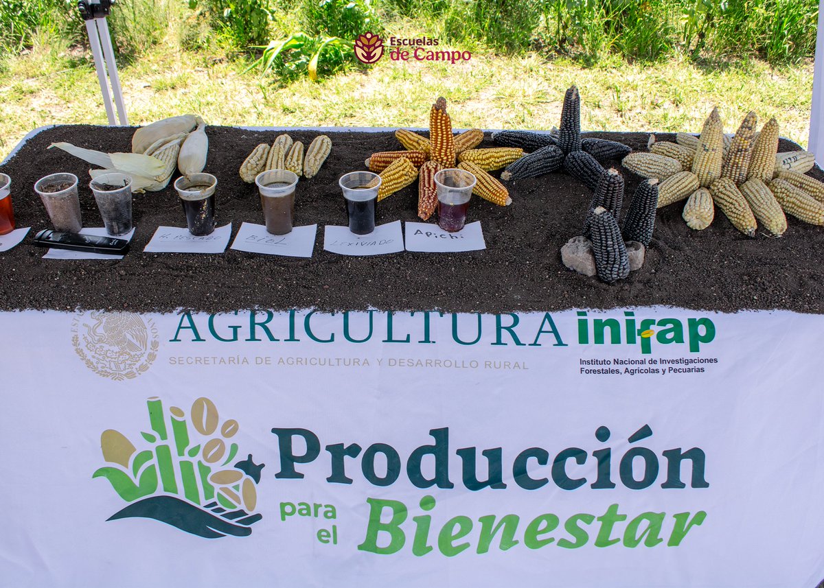 escuelasdecampo's tweet photo. Conoció de primera mano el trabajo de las y los productores que impulsan la producción agroecológica y la conservación de semillas nativas.  Porque en el territorio es donde se conoce el #MéxicoProfundo.🤝🚜🌽 https://t.co/HX8GWE7C0M